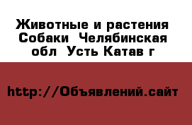 Животные и растения Собаки. Челябинская обл.,Усть-Катав г.